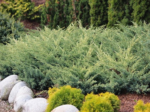 Juniperus squamata 'Gold Tip' 